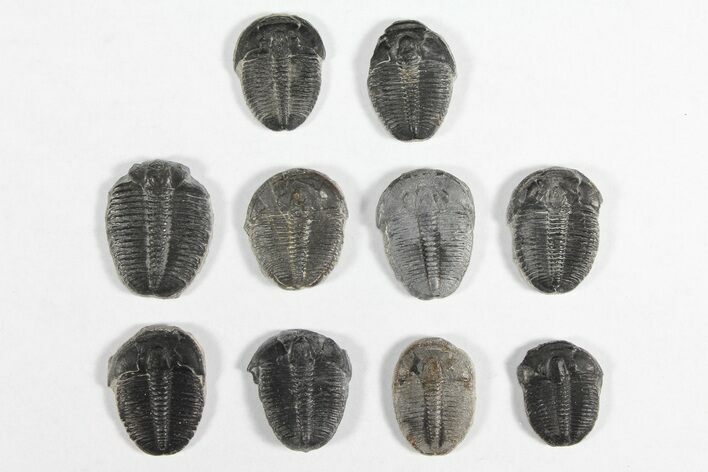 Lot: / Elrathia Trilobites - Pieces #92010